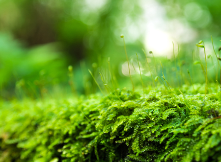 Close-up of Sporophyte capsule of moss and water drops growing covered on the floorの写真素材