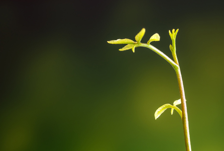 Freshness new life, leaves of young plant seedling in natureの写真素材
