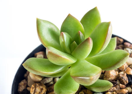 Succulent plant stonecrop, sedum, freshness leaves of sedum Lucidum grow in the gravel soilの写真素材