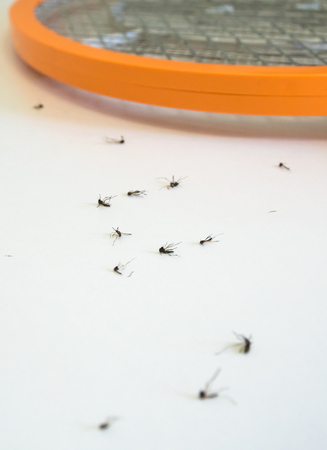 Many mosquitoes die by Electric mosquito swatterの写真素材