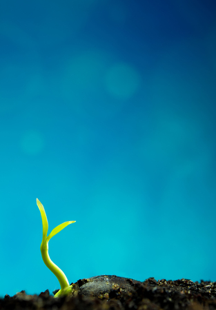 New life, leaves of young plant seeding in nature and blue backgroundの写真素材