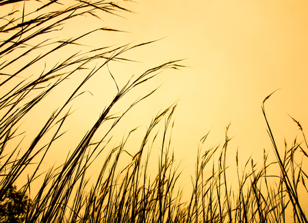 Silhouette stalk of grass flower and the sunset skyの写真素材