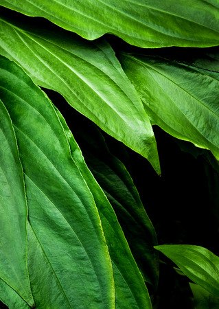 Top view of full frame freshness tropical leaves surface texture in dark tone as rife nature backgroundの写真素材