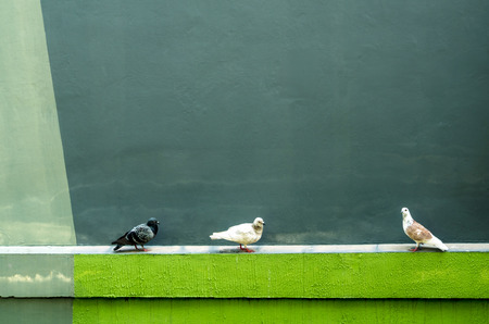 Three Pigeons resting on the concrete moulding beside the buildingの写真素材