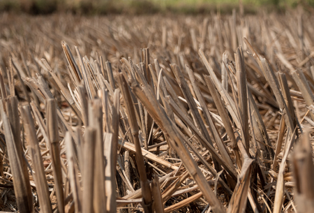 Dried rice stubble in the agricultural fields after harvestの写真素材