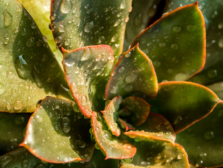 Succulent plant close-up, water drops on leaves of Echeveria gibbifloraの写真素材
