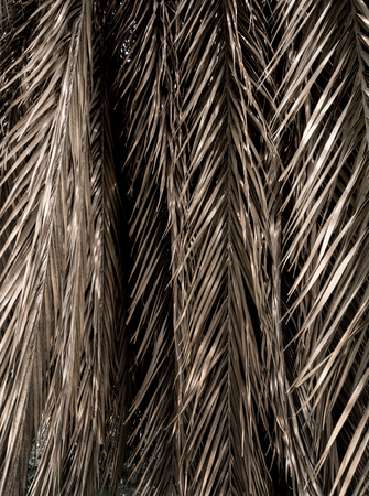 Brown strips of dry palm leaf parts. Abstract backgroundの写真素材