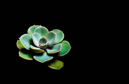 Earthenware pot and freshness leaves of Echeveria perle von nurnberg in high contrast black backgroundの写真素材