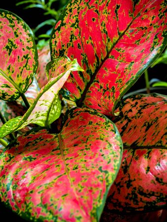 Close-up to detail vivid red and green color on leaf surface of Aglaonema beautiful tropical ornamental houseplantの写真素材