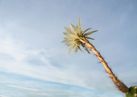 White color delicate petal with fluffy hairy of Echinopsis Cactus flower in blue sky backgroundの写真素材