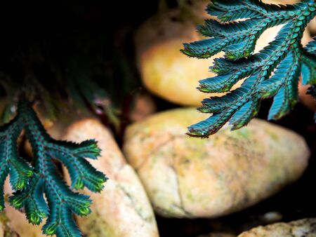 Freshness blue and green color and small leaf of peacock fern on river rock
