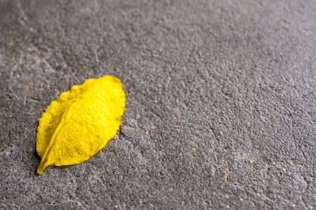 Yellow Petal of Golden shower (Ratchaphruek) flower on the concrete floor の写真素材