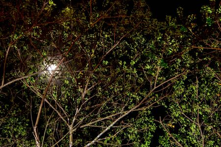 The moonlight above the tree and the light shining from under the treeの写真素材