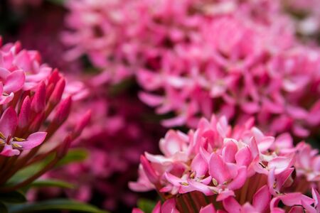 Tight cluster of Pink Ixora flower inflorescencesの写真素材