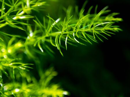 Freshness green fine leaves of Asparagus fern on natural backgroundの写真素材