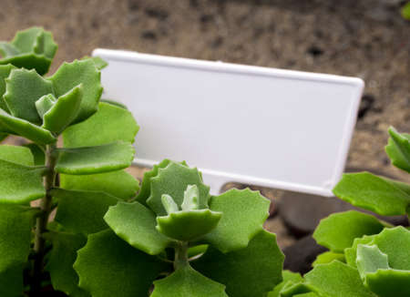Hazy green and scallop like and thick fur on the leaves surface of Kalanchoe Milliotii ,Succulent plant label, blank tag labelの写真素材