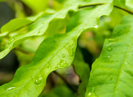 Surface texture on Leaves of ornamental plant as nature background