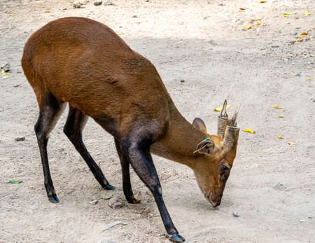 A barking deer on the dry ground raised in the zoo with a TAG attached to the ear