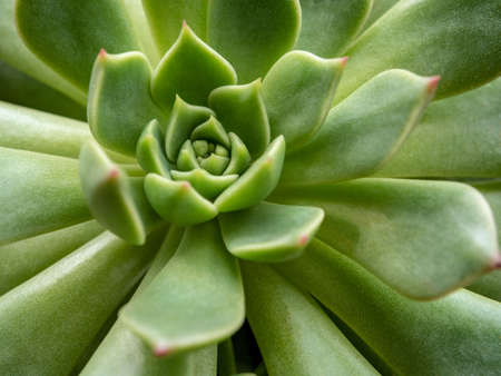 Succulent plant close up white wax on fresh leaves detail of Echeveria plantの写真素材