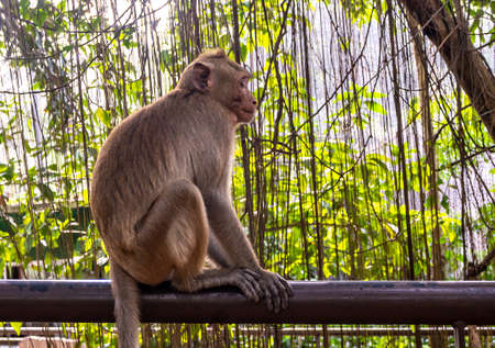A wild monkey in the zoo