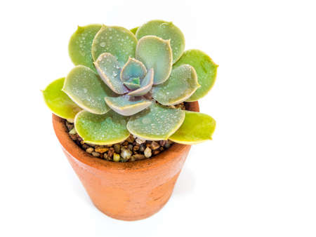 Earthenware pot and freshness leaves of Echeveria plant in white backgroundの写真素材