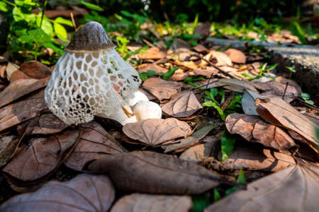Dancing mushroom growing on the ground full of dry leavesの写真素材