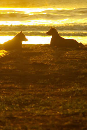 The silhouette of a dog lying on the beach and the golden light of the sunset reflecting on the sea surfaceの写真素材