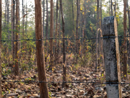 Barbed wire fence enclosing the drought and overgrown teak plantationの写真素材