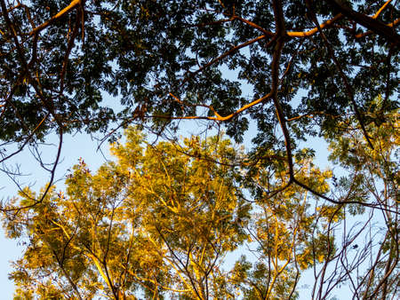 View from the shade of tree canopy to the tree in sunlightの写真素材