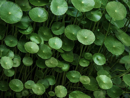 Leaves of Hydrocotyle umbellate in the gardenの写真素材