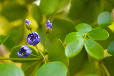 Small purple flowers and shiny green leaves of genus Guaiacum tree of Lignum vitae wood