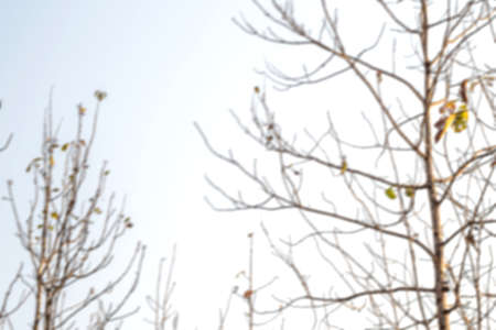 Blured background of the tops of the teak trees shed their leaves in the dry seasonの写真素材