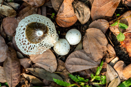 Dancing mushroom growing on the ground full of dry leavesの写真素材