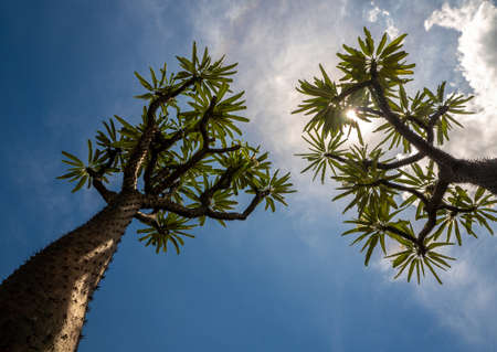 Low angle view of Madagascar palm the Spiky desert plant against blue sky