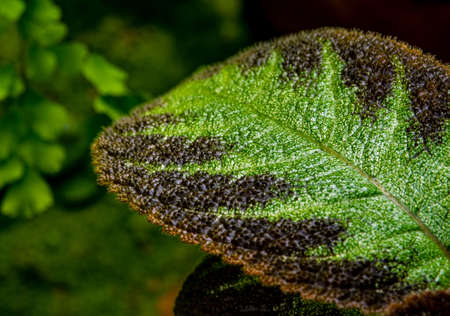 Colorful pattern and soft fur on the leaf surface of the Carpet Plant