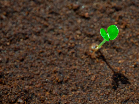 Young seeding sprout up on the moist soil