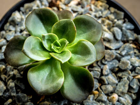 Succulent plant close-up, freshness leaves of Echeveria Melaco