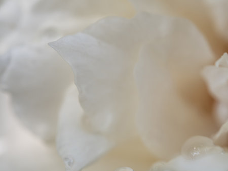 Close-up delicate Princess Miyuki rose pure white petals as nature backgroundの写真素材
