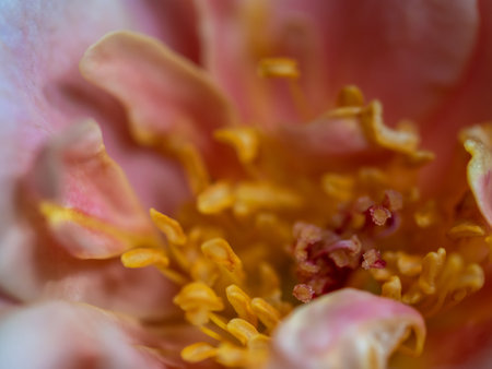Close-up delicate rose pollens and petals of Distant drums rose as nature backgroundの写真素材