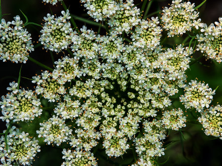 Close-up photo of carrot flower small white flowers forms dense bouquetsの写真素材