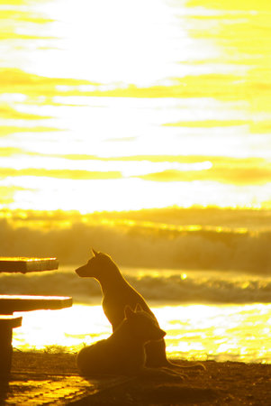The silhouette of a dog lying on the beach and the golden light of the sunset reflecting on the sea surfaceの写真素材