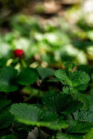 The Mock Strawberry plant for ground cover in the gardenの写真素材