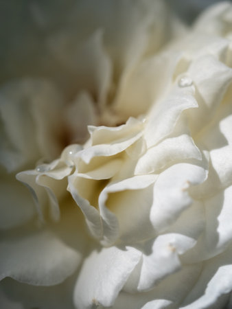 Close-up delicate Princess Miyuki rose petals as nature backgroundの写真素材