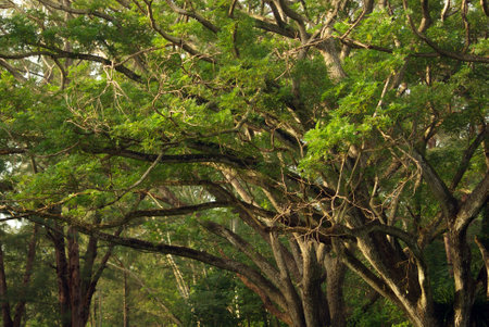 Shade of Rain-tree canopy Big tree in the forest