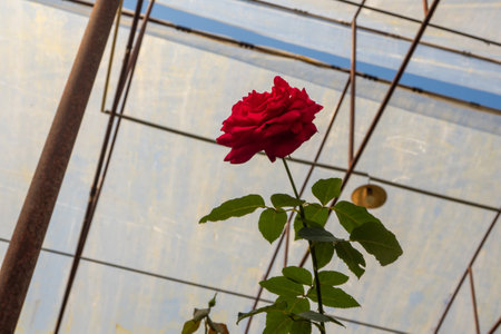 Fresh Red rose in flower greenhouseの写真素材