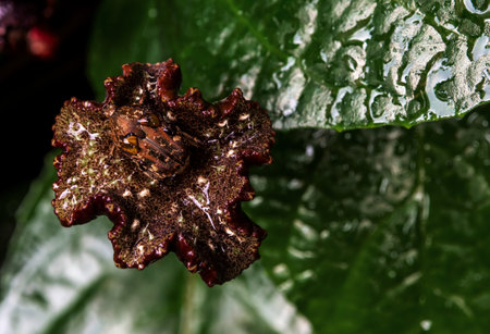 Hairy Chafer scarab on the leaves of Congo figの写真素材