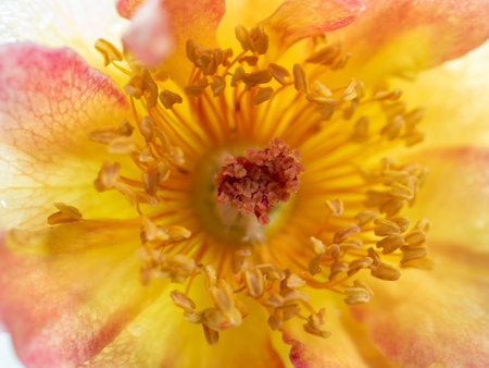 Close-up delicate La Parisienne rose pollens and petals as nature backgroundの写真素材