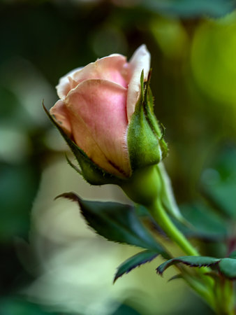 Roses begin to bloom the petals slowly bloomの写真素材