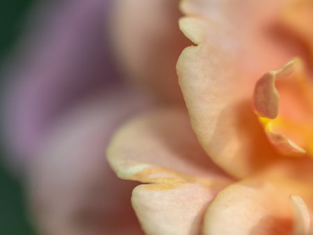 Close-up delicate rose petals as nature backgroundの写真素材