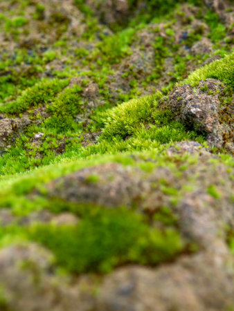 Close-up of freshness green moss growing covered on the moist stone floor, selective focusの写真素材